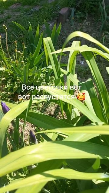 жду цветения с нетерпением!
