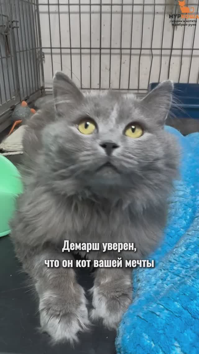 Демарш ждёт вас в приюте #Муркоша
