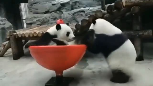 Смешные панды   снятые на камеру.