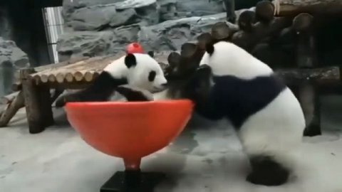 Смешные панды снятые на камеру.