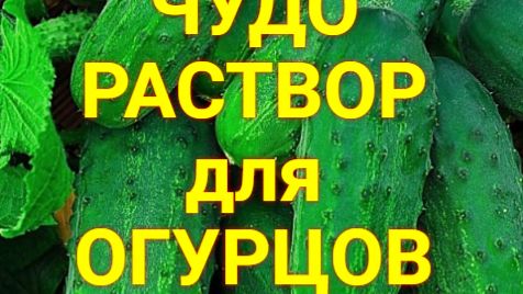 Чудо-раствор для огурцов [get.gt]