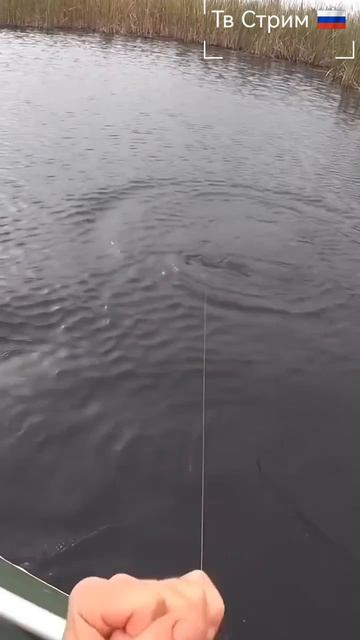 Да эта рыбина просто на пол лодки.🐟