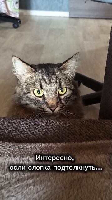 Тимка #мойпитомец #кот #домашниепитомцы #альфатима #котики