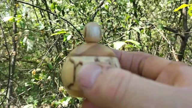 Шкатулка в майском лесу на березе