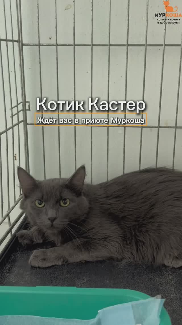 Кастер ждёт вас в приюте #Муркоша
