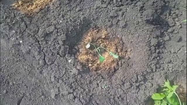 высаживаю рассаду капусты брокколи