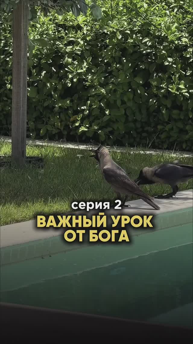 Вороне Бог Послал Креветок / Серия 2