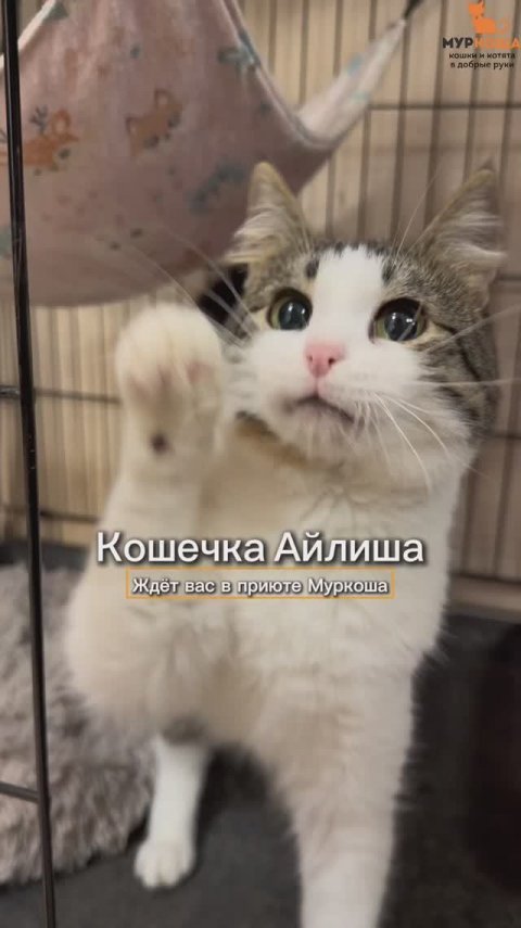 Айлиша ждёт вас в приюте #Муркоша