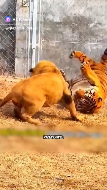A Story About Animals 🐯🦁