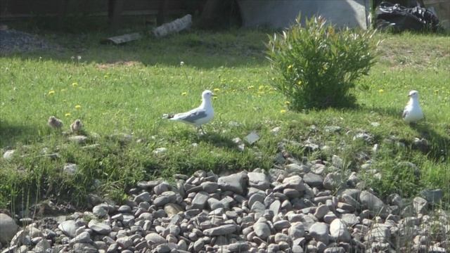 Птенцы чайки