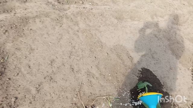 //236// С самого  утра посадили картошку ,а вечером начался дождь.