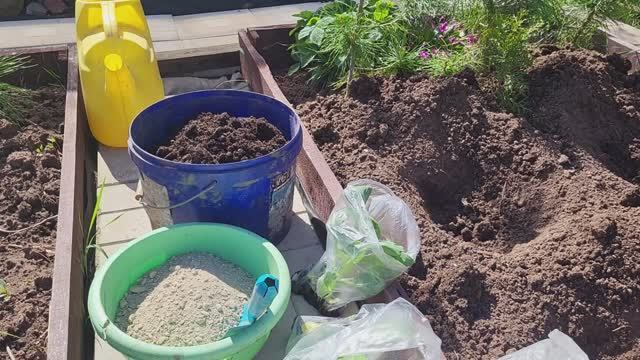 Что положить в лунки при посадке капусты/Профилактика килы
