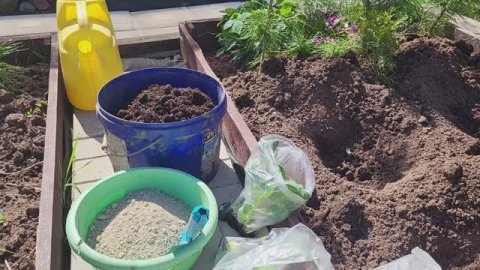Что положить в лунки при посадке капусты/Профилактика килы