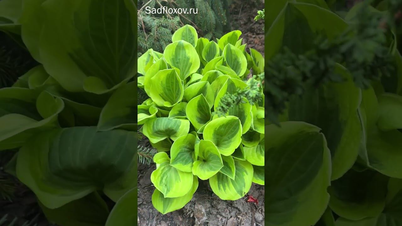 Хоста Гранд Тиара весной