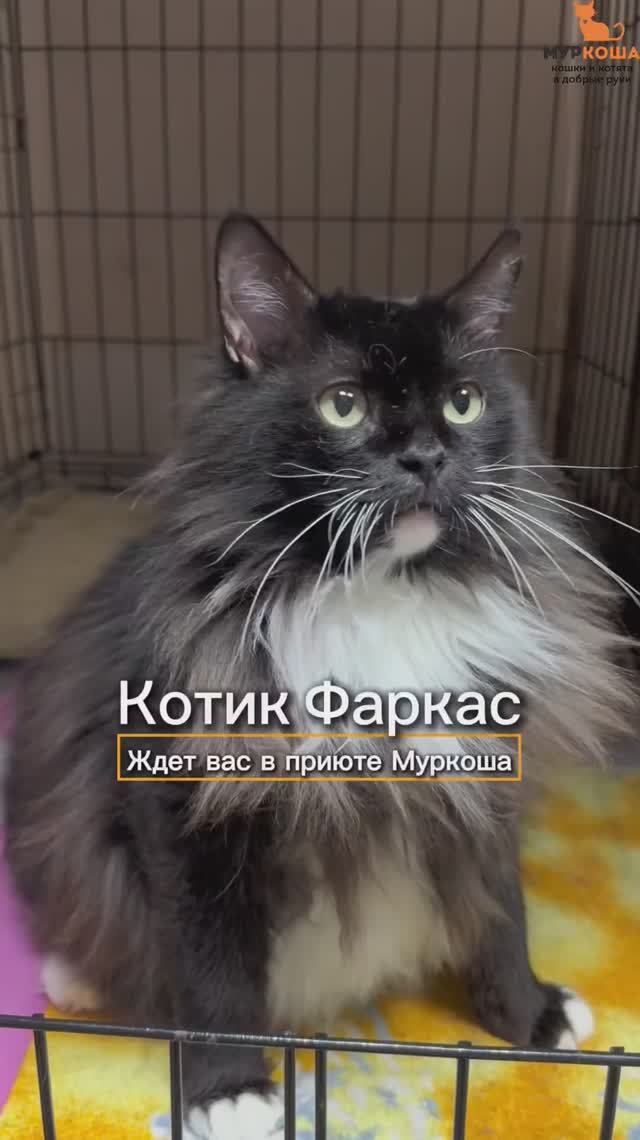 Фаркас ждёт вас в приюте #Муркоша