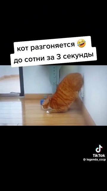 Кот разнгоняется до сотни за 3 секунды🤣
