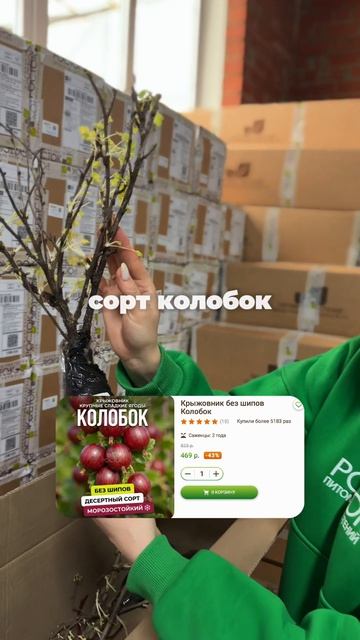 Очередная вкусная посылка уезжает в Москву 📦🌱