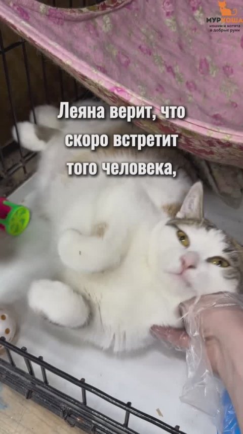 Леяна ждёт вас в приюте #Муркоша