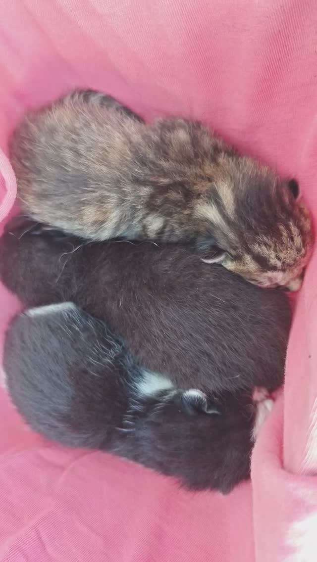 Кошка окотилась в машине #котейка #котята