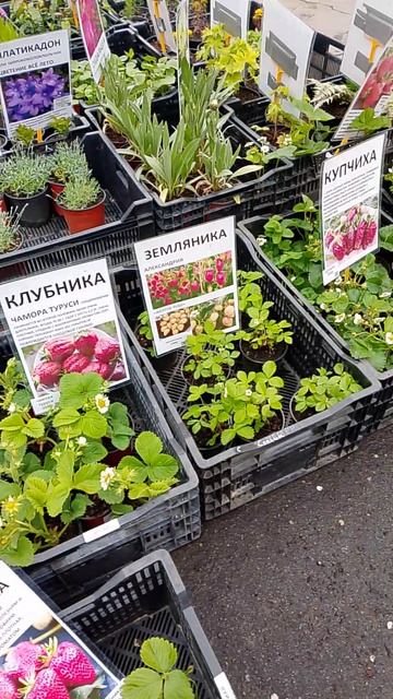 Рассада на Нарвской