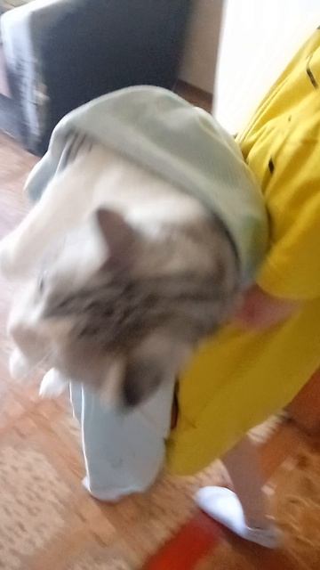 Бедный кот персик