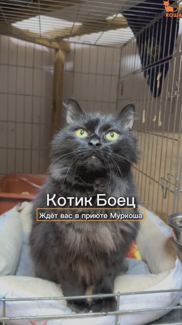 Боец ждёт вас в приюте #Муркоша
