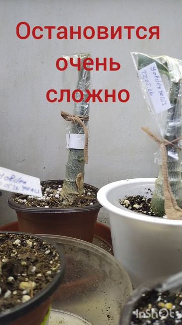 Цветение по сорту у адениума получается только через прививку или укоренение черенка.