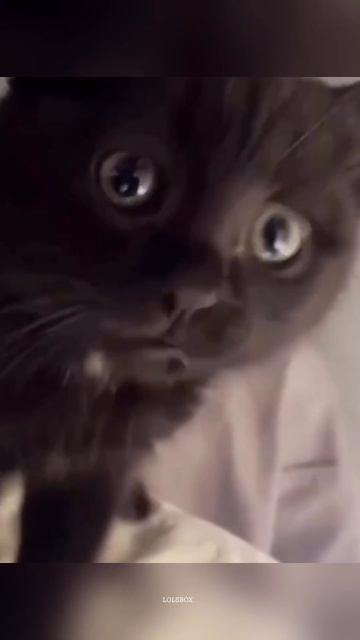 Cats Have Had Enough, Angry Cat Drama & The Great Tail Battles