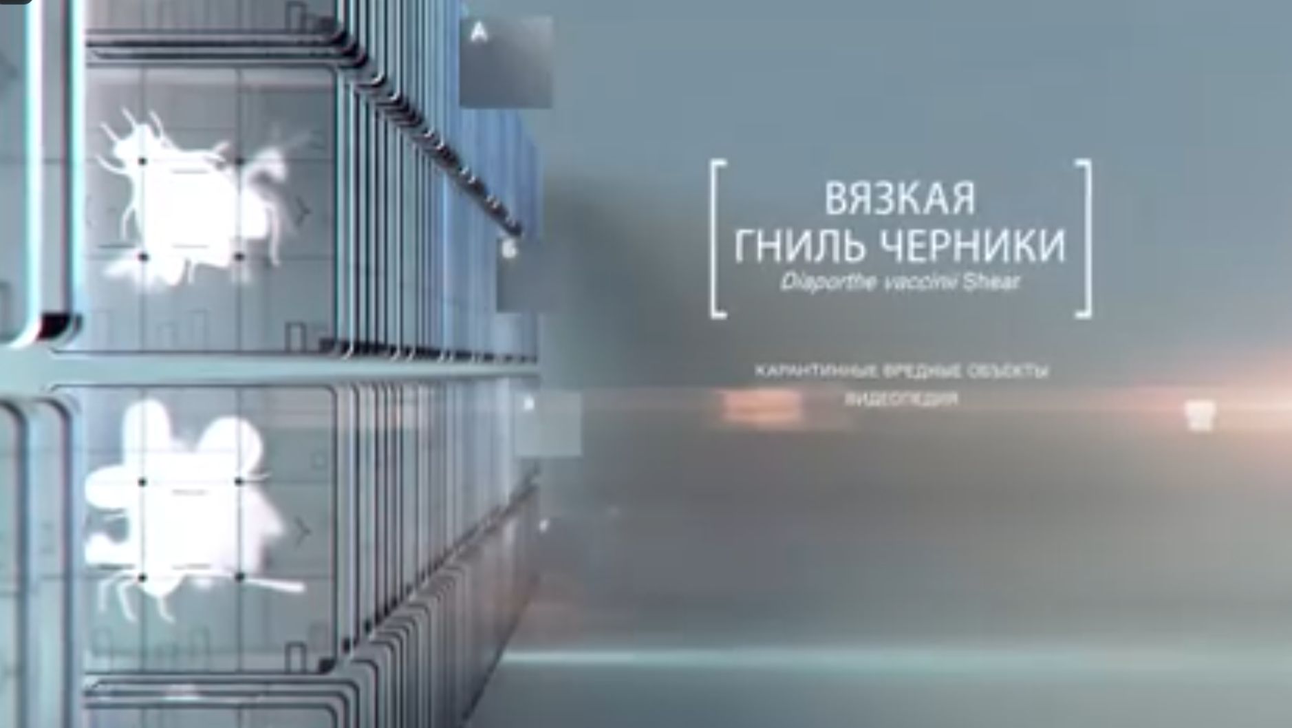 Вязкая гниль черники: рассказываем все о карантинном заболевании