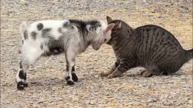 Дружба крепкая #топ #животные #козлята #котята #коты #котики