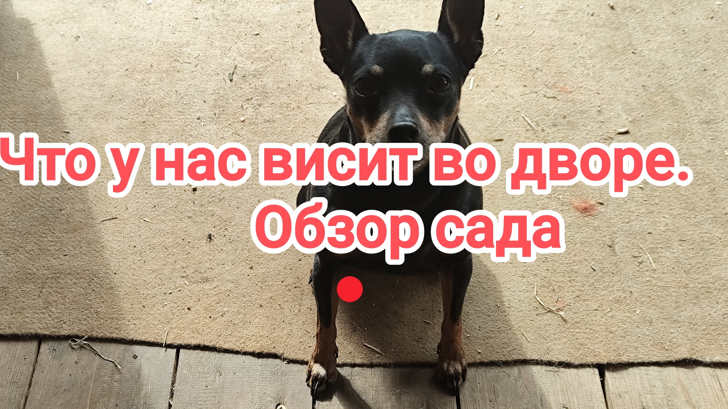 Что у нас висит во дворе.Обзор сада