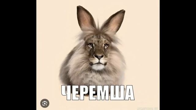 Черемша