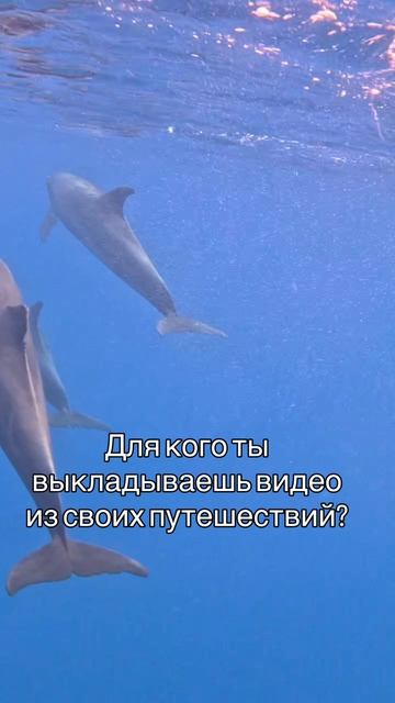 Плаваем с дельфинами