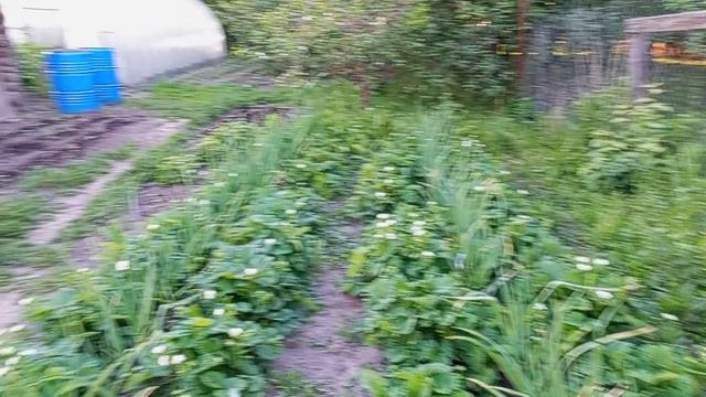 Работа в саду . Посадка цветов