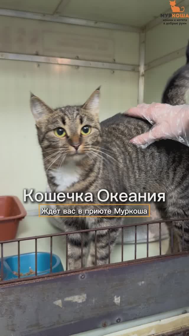 Океания ждёт вас в приюте #Муркоша