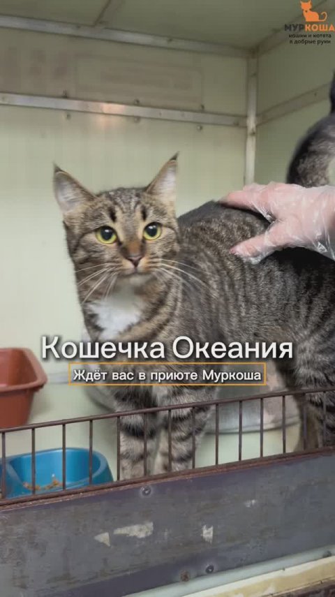 Океания ждёт вас в приюте #Муркоша