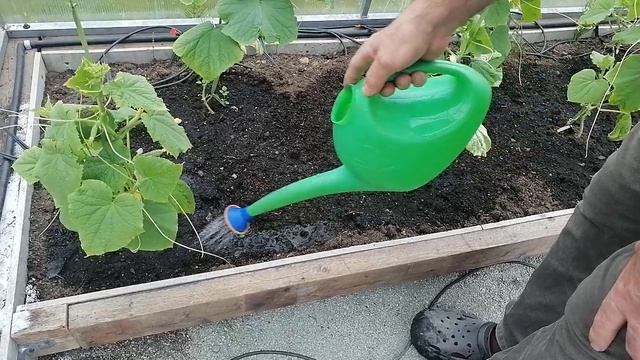 Первые огурчики 😀.