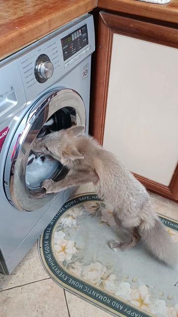 Кеша
