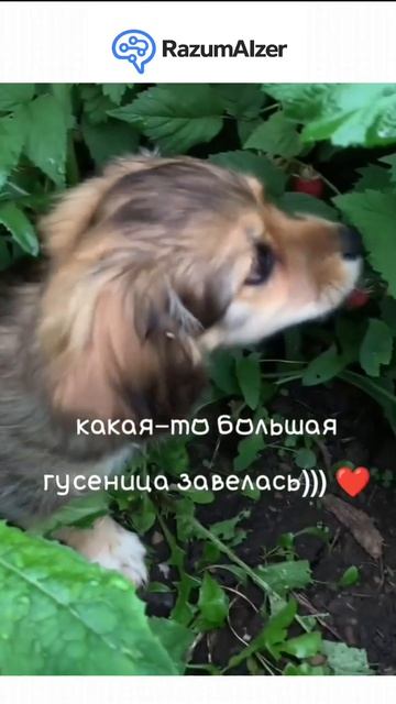 Знакомься — RazumAlzer. Твoй
Аl-помощник для учёбы. Уже
онлайн: Https://razumaizer.ai/