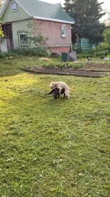 Сцепились 2 песика🤣👍))