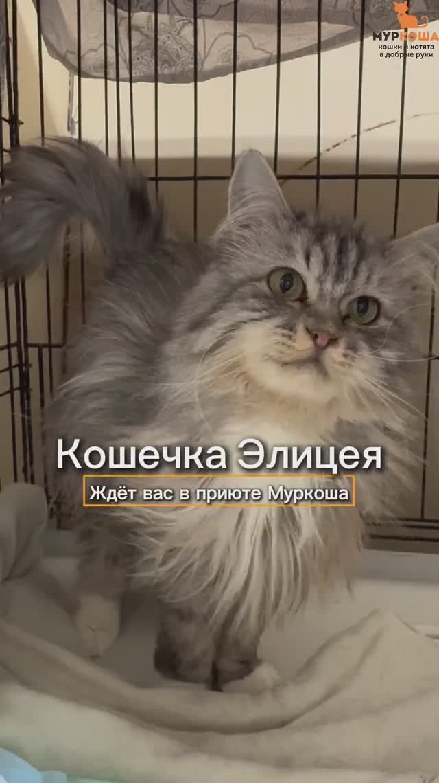 Элицея ждёт вас в приюте #Муркоша
