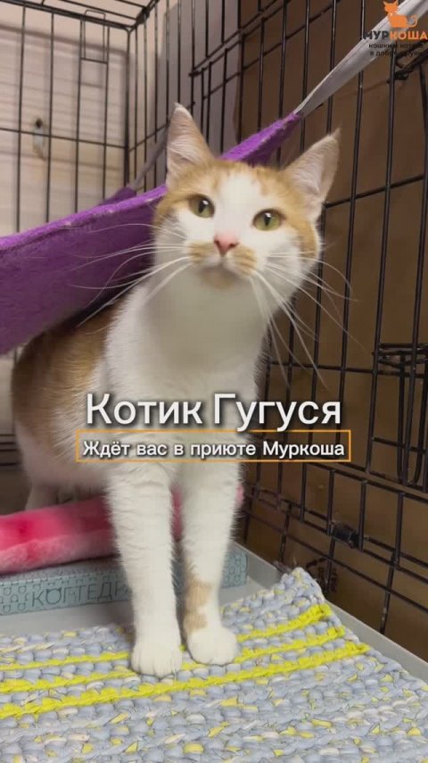 Гугуся ждёт вас в приюте #Муркоша