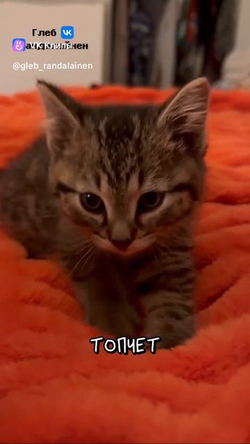 Cat Massage 🐈