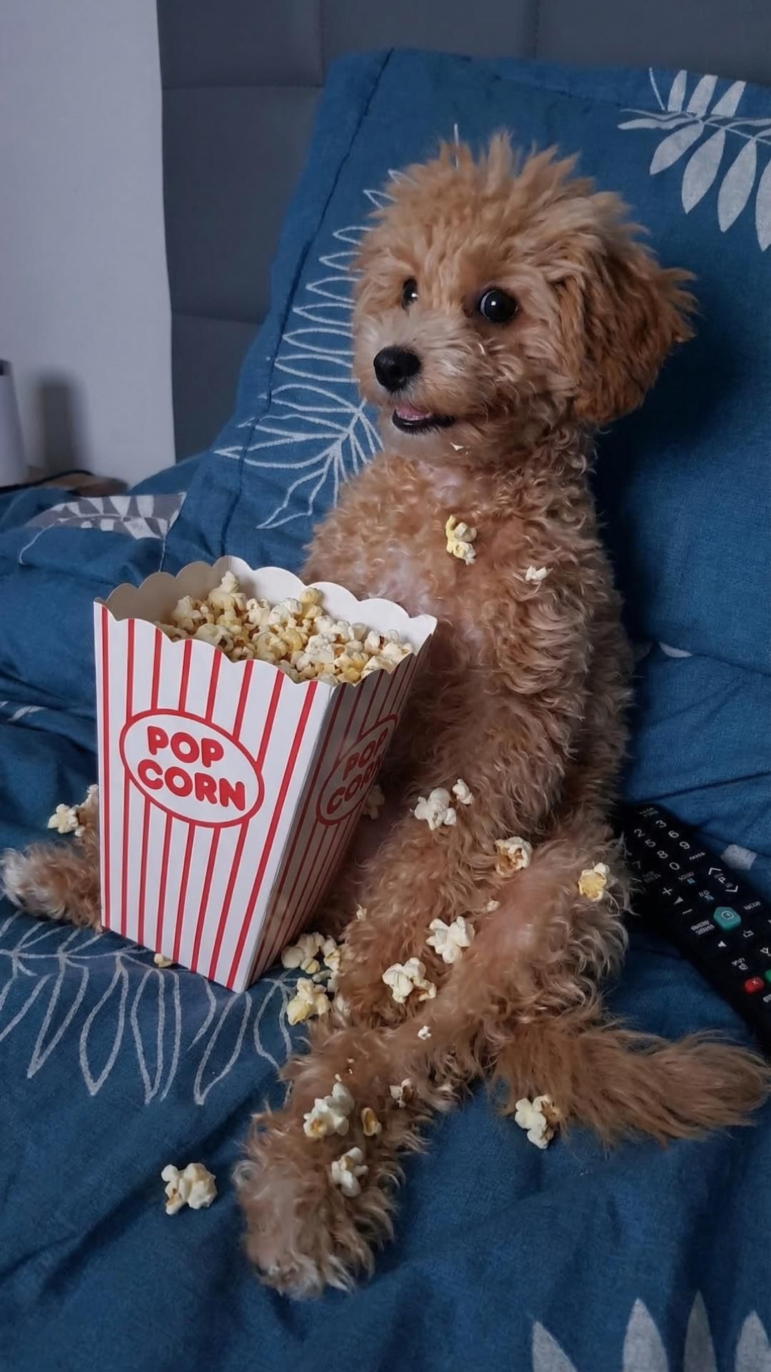 Что делает щенок, когда хозяев нет дома? 🐶🍿 Мальтипу смотрит Mortal Kombat | AI-анимация