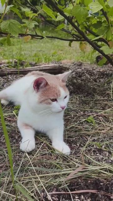 Огородный патруль.