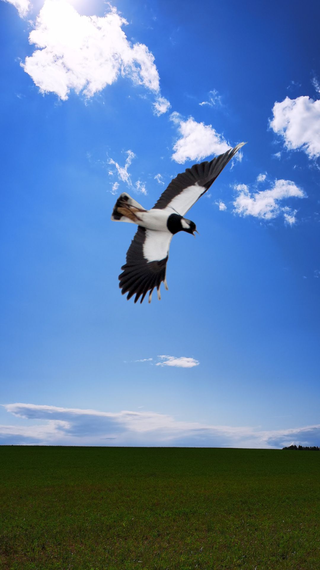 Голоса птиц. Как кричит чибис (Vanellus Vanellus) #чибис #природа