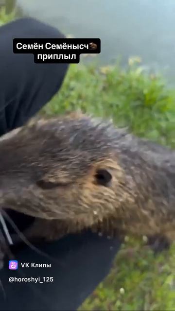 Beaver And His Friend 🦫