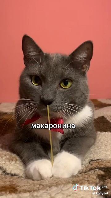 Кошарик!