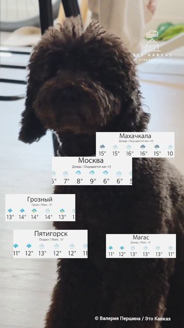 При съемке ролика ни один пёсель не пострадал (но замерз). Делитесь, какая у вас погода? ⛈️☀️