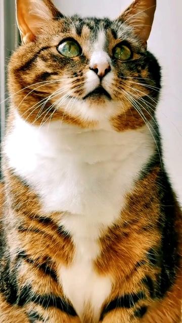 Хвостика снимали почти 15 лет. Смотри, что получилось — ты офигеешь 😼🎥🤯🐾
